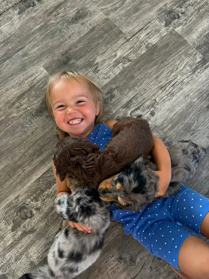 Smiling child lying on the floor holding several Dachshund puppies